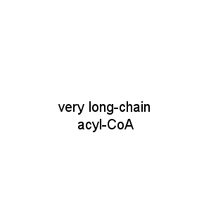very long-chain acyl-CoA
